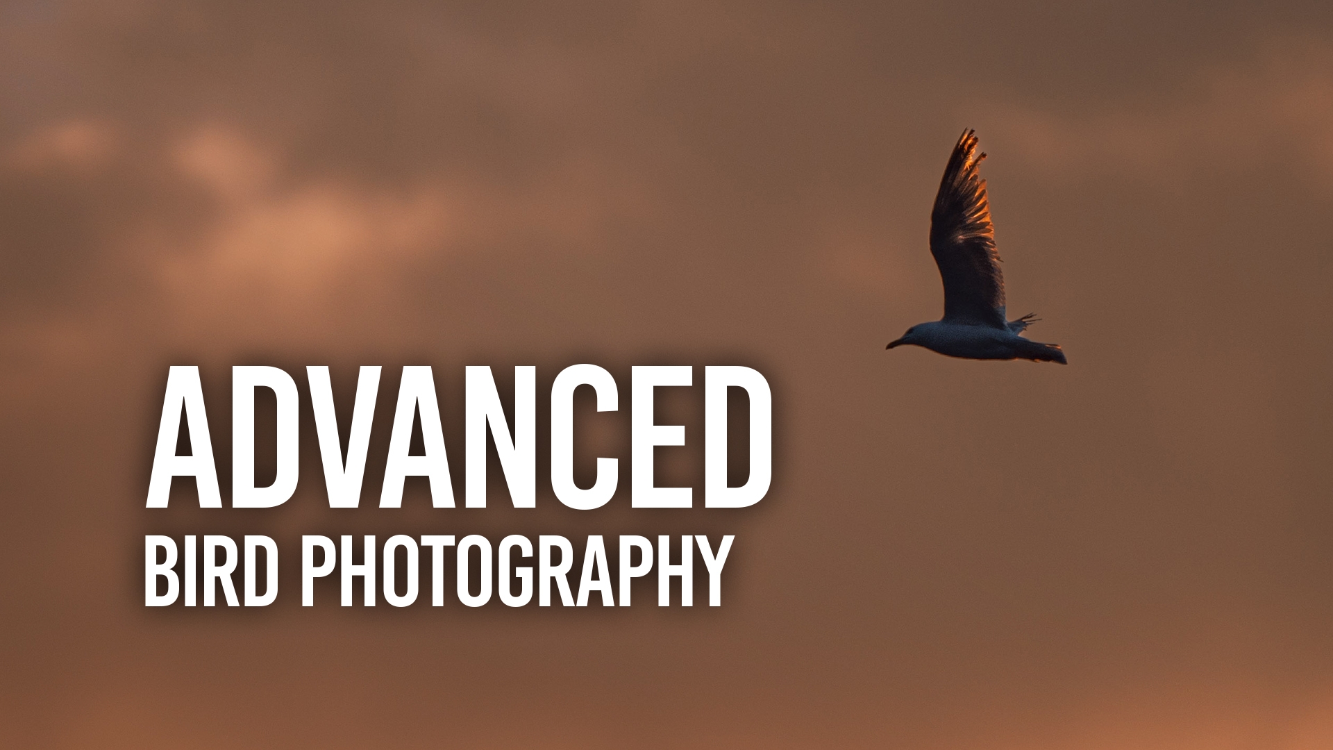 Advanced Bird Photography: Tips from the Field